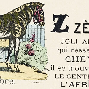 Z : Zebre - Alphabet of the wild animals, 1876 (engraving)