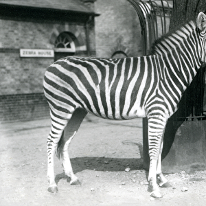 A Zebra stands in the paddock outside the Zebra House at London Zoo in 1925 (b / w photo)