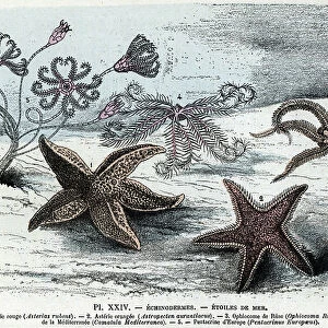 Zoological board; echinoderm, sea stars (asteries, ophiocoma, comatum and pentacrine) (Zoological plate: starfishes) Engraving from " L'homme et la nature" by Rengade, 1887 Collection privee A