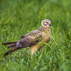 2nd year male Pallid Harrier stay for a while on the same field in Oth"®e, Belgium during spring migration