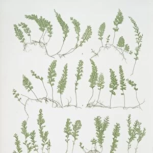 A. Hymenophyllum tunbridgense. B. H. unilaterale. The tunbridge film fern, Bradbury
