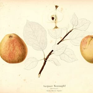 Aargauer Herrenapfel Swiss apple variety Pomme Monsieur Argovien