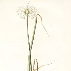 Allium palens, Allium pallens; Ail pale, Dune bentgrass, Redoute, Pierre Joseph