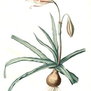 Amaryllis Broussonetii, Amaryllis de Boussonet, Redoute, Pierre Joseph, 1759-1840