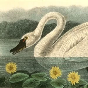 American Swan. Male. Audubon, John James, 1785-1851
