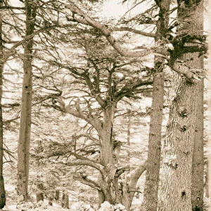 Baalbek Heliopolis Cedars Lebanon 1898 Baʻlabakk
