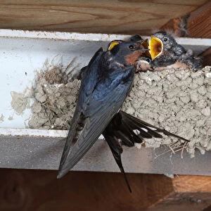 Barn Swallow at the nest, Hirundo rustica