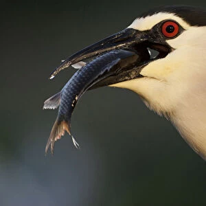Black-crowned Night Heron adult bird eating a fish, Nycticorax nycticorax, Hungary