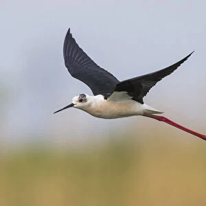 Black-winged Stilt in flight, Himantopus himantopus, Italy