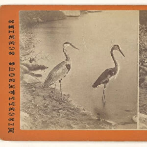 Blue Heron 1865 1875 Albumen silver print