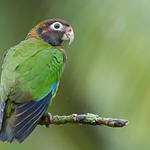 Brown-headed Parrot, Poicephalus cryptoxanthus