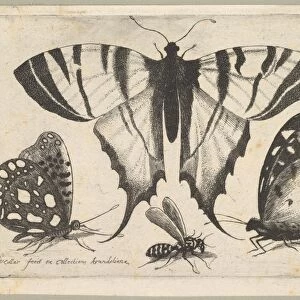 Three Butterflies Wasp 1646 Etching first state