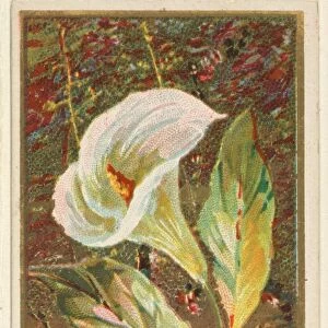 Calla Lily Richardia Nethiopica Flowers series