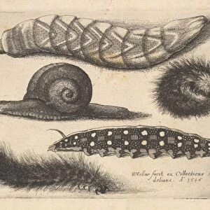 Four Caterpillars Snail 1646 Etching first state