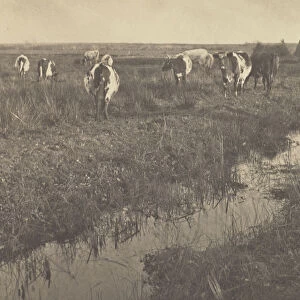 Cattle Marshes Peter Henry Emerson British born Cuba