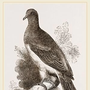 Chestnut-shouldered Pigeon