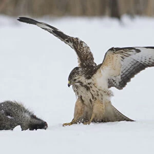 Common Buzzard landing near prey in snow, Buteo buteo