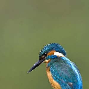 Common Kingfisher perched, Alcedo atthis