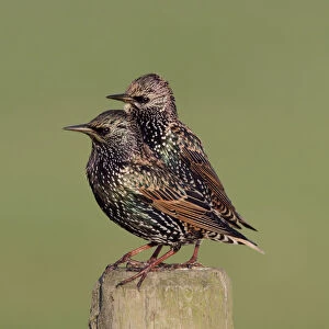 Common Starlings perched on a fence, Sturnus vulgaris