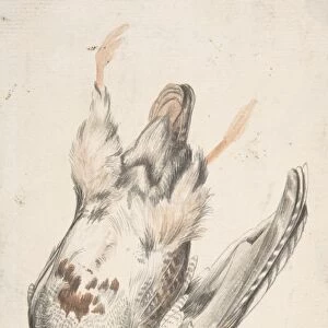 Dead Bird Quail? 1685-1755 Brush gray brown