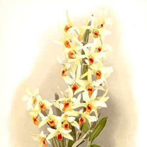 Dendrobium aureum, Sander, F. (Frederick) (1847-1920), Mansell, Joseph (Lithographer)