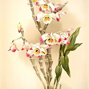 Dendrobium wardianum, Sander, F. (Frederick) (1847-1920), Mansell, Joseph (Lithographer)