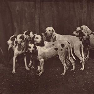 Dogs Le Cremiere French 1831 1882 mid late 19th