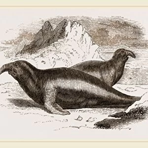 Elephant Seals, Males