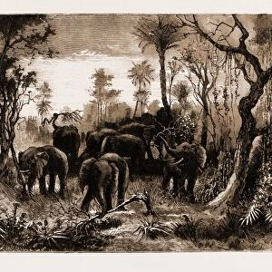 Elephants on the March, South Africa, 1881