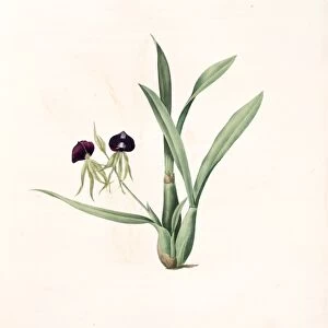 Epidendrum cochleatum, Ail a fleurs pendantes, Clamshell Orchid, Redoute, Pierre Joseph