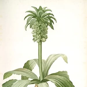 Eucomis regia, Eucomis royale, Pineapple Lily, Redoute, Pierre Joseph, 1759-1840