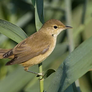 Eurasian Reed Warbler perched on a twig, Acrocephalus scirpaceus, Italy