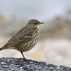 Eurasian Rock Pipit perched on rock, Anthus petrosus, Italy