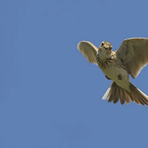 Eurasian Skylark in song flight, Alauda arvensis, Italy