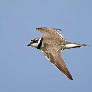 Flying, migrating Little Ringed Plover against blue sky, Charadrius dubius, Netherlands