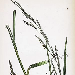 Glyceria eu-fluitans; Floating Meadow-grass