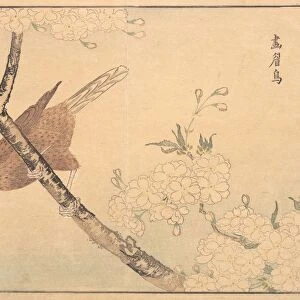 Gray Thrush Edo period 1615-1868 1789 Japan