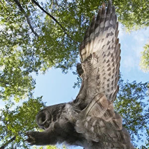 Great Grey Owl landing on branch, Strix nebulosa