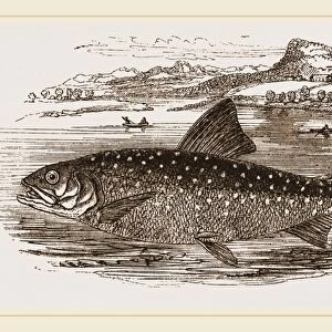 Great Grey Trout