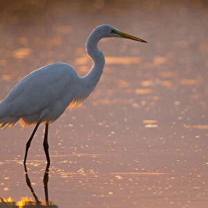 Great White Egret in evening light, Italy