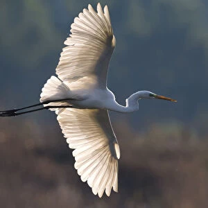 Great White Egret in flight, Italy