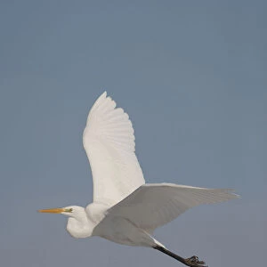 Great white egret flying upright image, The Netherlands