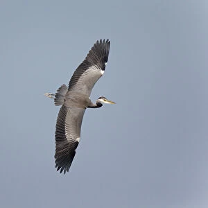 Grey Heron, Ardea cinerea, Netherlands