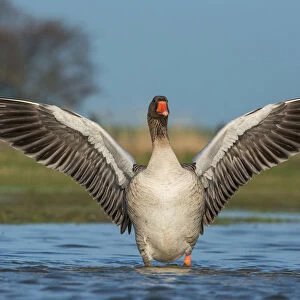 Greylag Goose adult with wings spread, Anser anser, The Netherlands