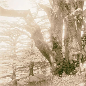 Group people seated Cedar Lebanon 1898