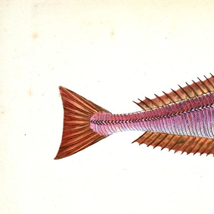 Gurnard, streaked, Tirgla Lineatus, British fishes, Donovan, E. (Edward), 1768-1837