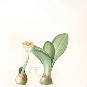 Haemanthus albiflos; Hemanthe a fleurs blanches, Redoute, Pierre Joseph, 1759-1840