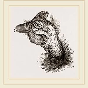 Head of Guinea-Fowl