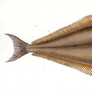 Holibut, Pleuronectes Hippoglossus, British fishes, Donovan, E. (Edward), 1768-1837