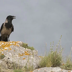 Hooded Crow, Corvus cornix ssp sharpii, Kazakhstan, Corvus cornix